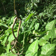 Illustration for article titled This photo of a spider eating a 1.5-foot-long snake will burn into your brain